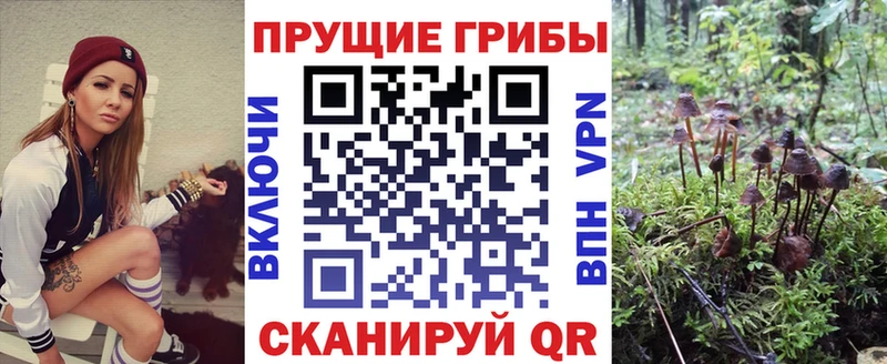 что такое наркотик  Жердевка  Псилоцибиновые грибы Psilocybe 